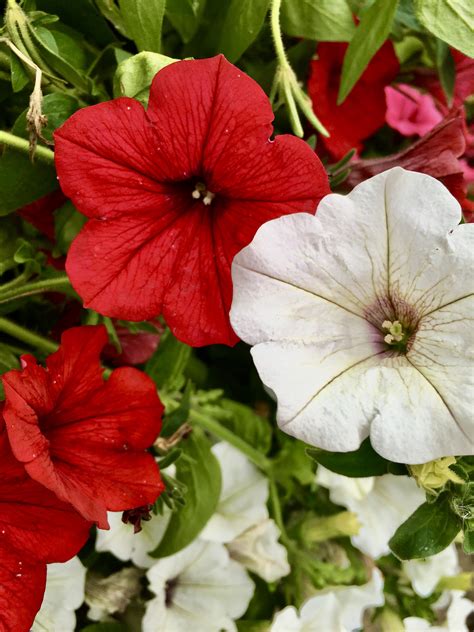 Red and White Petunias — FOTD Feb 02 – Photos by Jez