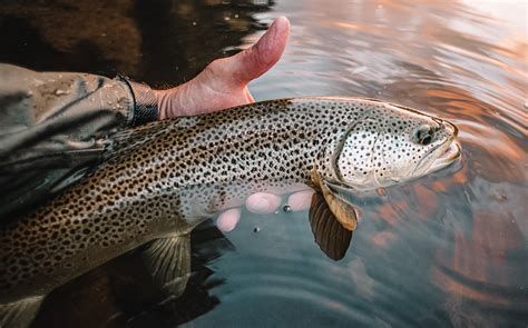 Tips for Better Dry Fly Fishing for Trout – Rick Kustich - Anchored Outdoors