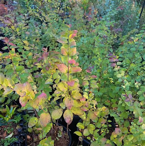 Symphoricarpos orbiculatus / Coralberry — Ecotone Plants LLC