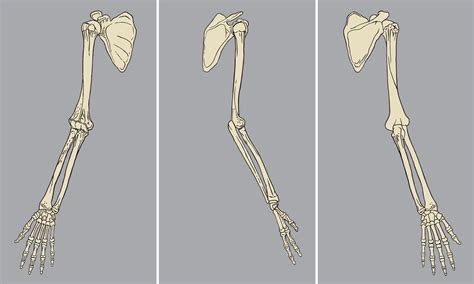 Human Arm Skeletal Anatomy Pack Vector 640027 Vector Art at Vecteezy