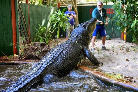 Update Keren: Inilah Buaya Terbesar di dunia Yang Berhasil Ditangkap Keadaan Hidup Saat ini