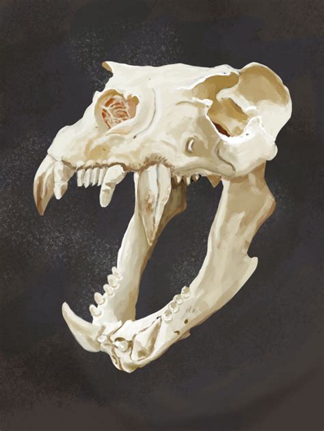 Sea Lion Skull Digital Painting by Mathieustern on DeviantArt