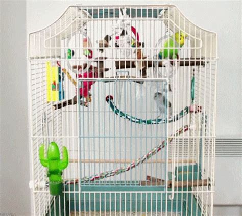 Bird Cage Pacing GIF - Bird Cage Pacing Waiting - Discover & Share GIFs