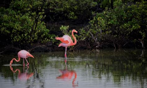 รูปภาพ : นกกระเรียน, นกน้ำ, การสะท้อน, ปาก, ciconiiformes, ธนาคาร, บ่อ ...