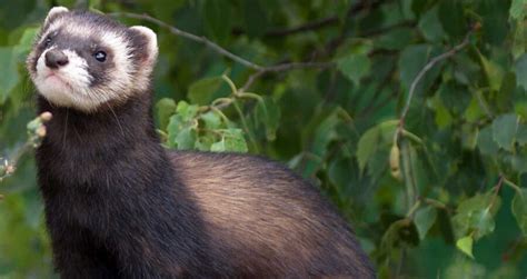 The European Polecat | Critter Science