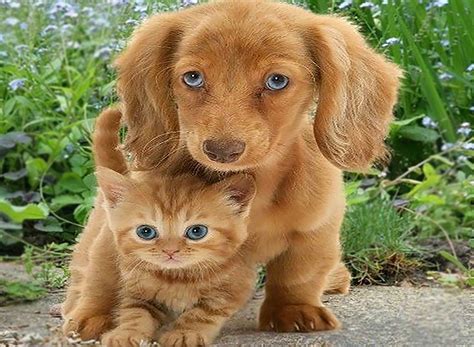 Kitten vs Puppy: Which Is Better? Which Would Suit You Best?