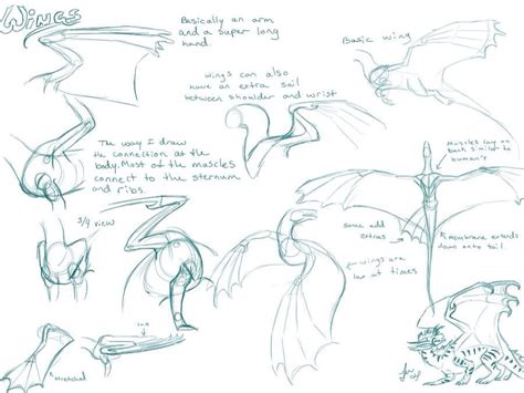 Dragon wings how to | Dragon anatomy, Dragon sketch, Dragon drawing
