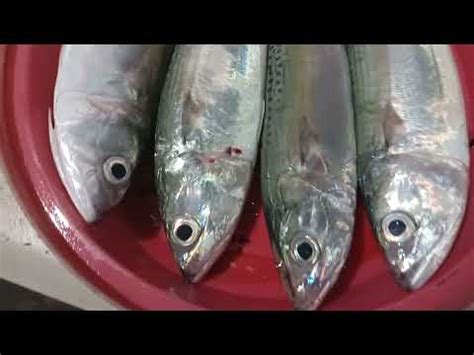 Fresh fish (Alumahan) - YouTube