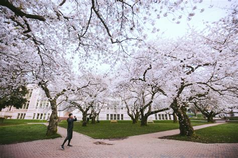 UW Cherry Blossoms beautiful in full bloom | Seattle Refined