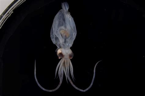 List of colossal squid specimens and sightings - Wikipedia