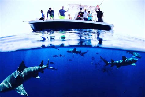 Florida Shark Diving | Daily Shark Cage & Freedives