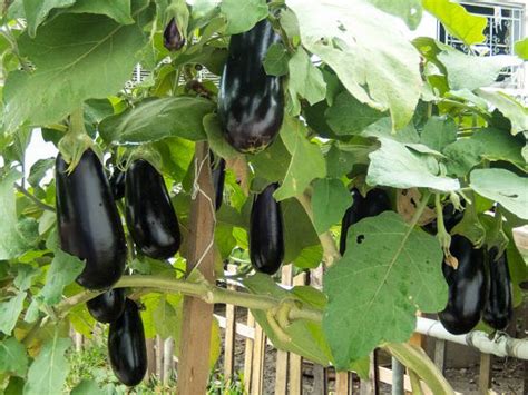 Top Brinjal Varieties In India | Different Types of Brinjal • India Gardening