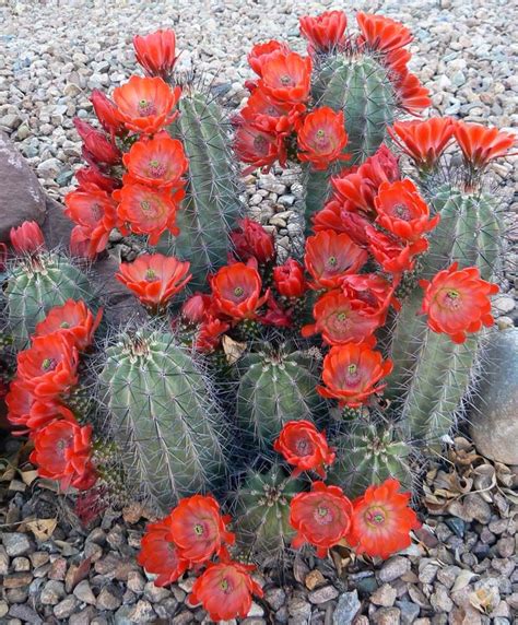 Orange cactus flowers | Cactus/Flowers | Pinterest | Cactus flower ...