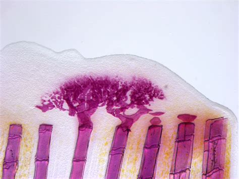 Recent advancements in understanding fin regeneration in zebrafish ...