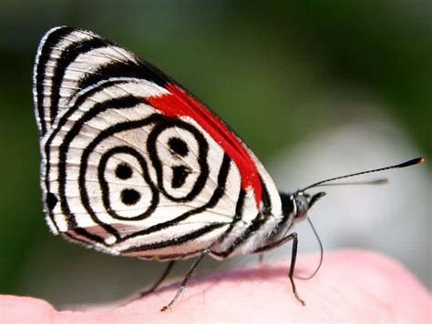 10 Most Unusual And Beautiful Butterflies In The World - The Mysterious World