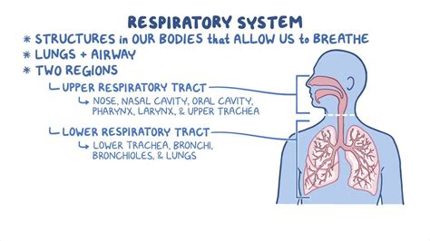 Respiratory System Functions And Structure