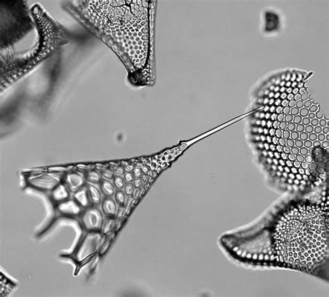 Radiolarian fossils – Plankton – Te Ara Encyclopedia of New Zealand