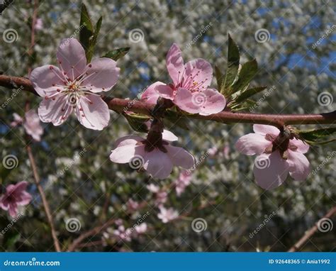 Peach flower stock image. Image of asian, japan, beautiful - 92648365