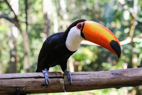 All About Toucans - Taman Safari Bali