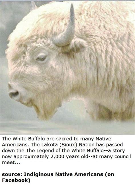 Legend of the White Buffalo | American animals, Buffalo animal, Albino ...