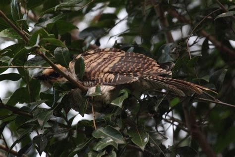 Common Koel | BIRDS in BACKYARDS