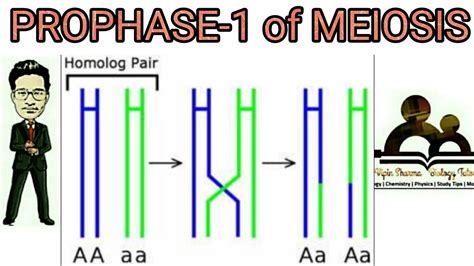 Prophase 1 of meiosis 1 detailed /leptotene zygotene pachytene diplotene diakinesis explained ...