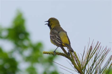 Connecticut Audubon Society: Orchard Orioles all over