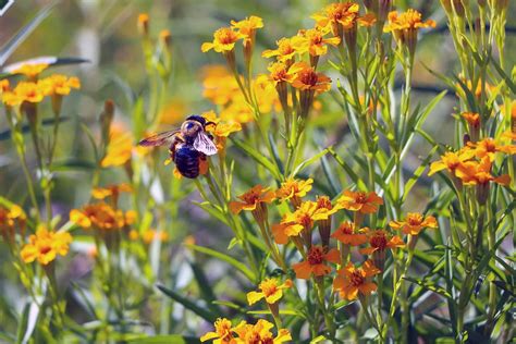 The annual Baton Rouge Botanic Garden Summer Plant Sale is this Saturday - inRegister