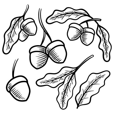 acorn vintage vector illustration hand drawn 2042992 Vector Art at Vecteezy