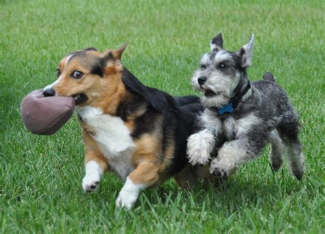 Forget the Puppy Bowl—These 5 Talented Dogs Deserve Their Own Halftime Show | Rover.com