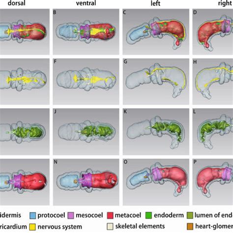 Coelom formation in Enteropneusta. (A – E) Schematic drawings of... | Download Scientific Diagram