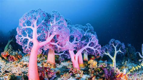 How Deep-Sea Coral Reefs Protect Marine Biodiversity | LIVEKINDLY