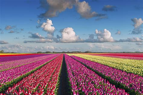 Tulip Festival in Amsterdam, The Netherlands | JB's World - Travel Consultants