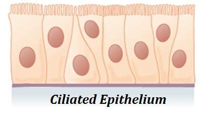 Simple ciliated epithelium | Tissue types, Anatomy and physiology, Basement membrane