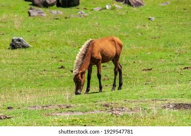 166 Yonaguni horses Images, Stock Photos & Vectors | Shutterstock