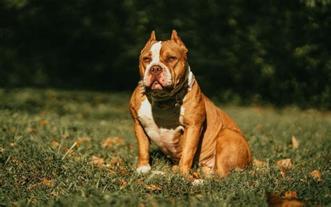 American Bully Dog Breed - Amazing Facts You Must Know!