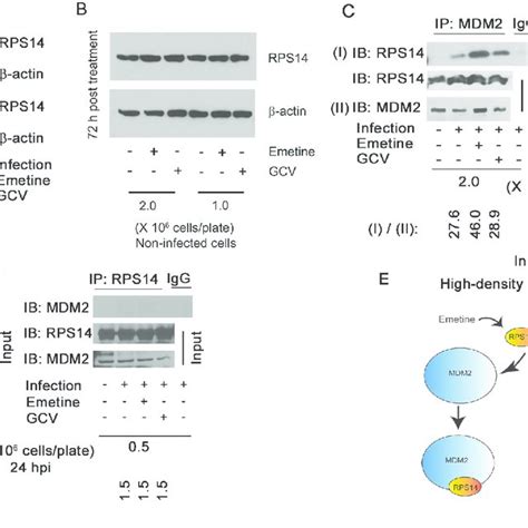 (PDF) Efficacy and Mechanism of Action of Low Dose Emetine against ...