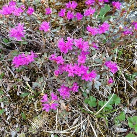 Rhododendron (Rhododendron lapponicum) in the Rhododendrons Database - Garden.org