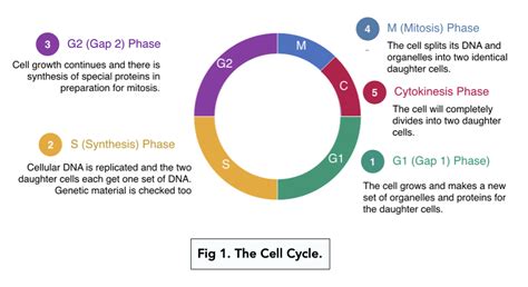 Cell Division: The Cell Cycle (A-level Biology) - Study Mind