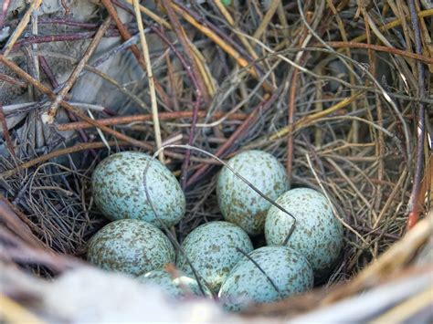 Magpie Nesting (All You Need To Know) | Bird Fact