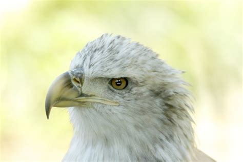 Young Bald Eagle Free Stock Photo - Public Domain Pictures