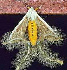 (Creatonotos gangis) Male, showing 4 coremata inflated. | Weird insects ...