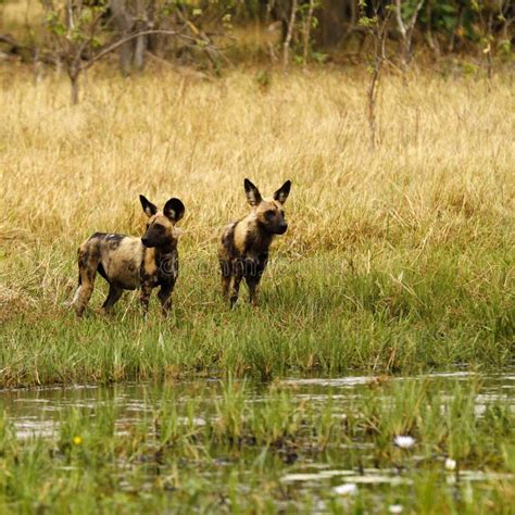 African Wild Dog Pack in Action Stock Image - Image of branches, canidae: 46926591