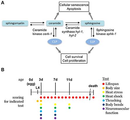 Frontiers | Loss of Sphingosine Kinase Alters Life History Traits and ...