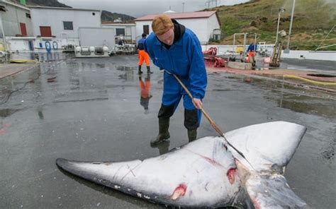 Norway sparks outcry by raising whaling quota