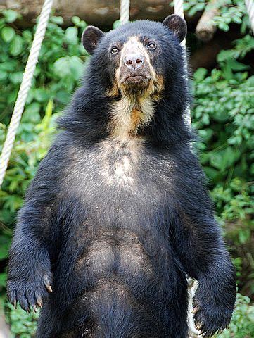 10+ Free Spectacled Bear & Andean Bear Images