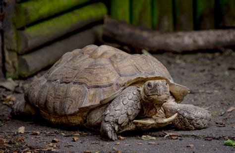 Discover the Wonderful Life of African Spurred Tortoise – Animal ...