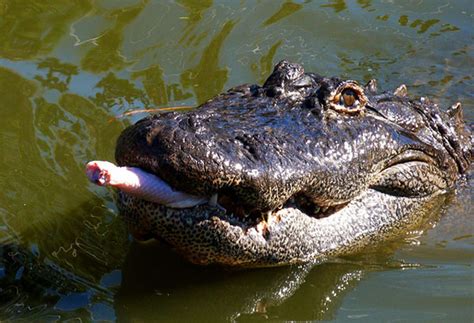 Horrifying! Large Alligator Found Devouring Man's Body in Florida | Nature World News