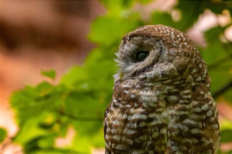 Searching for the Mexican Spotted Owl | Weminuche Audubon Society