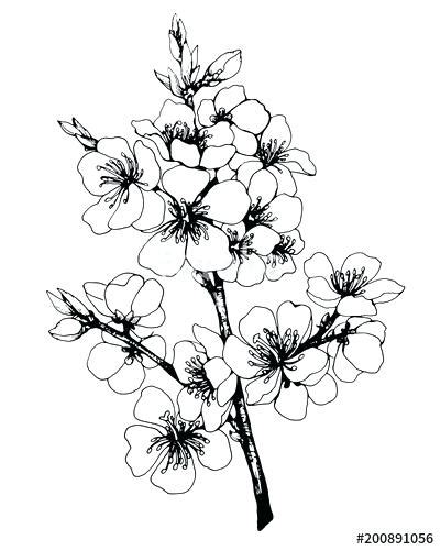 Black And White Cherry Blossom Vector at Vectorified.com | Collection of Black And White Cherry ...